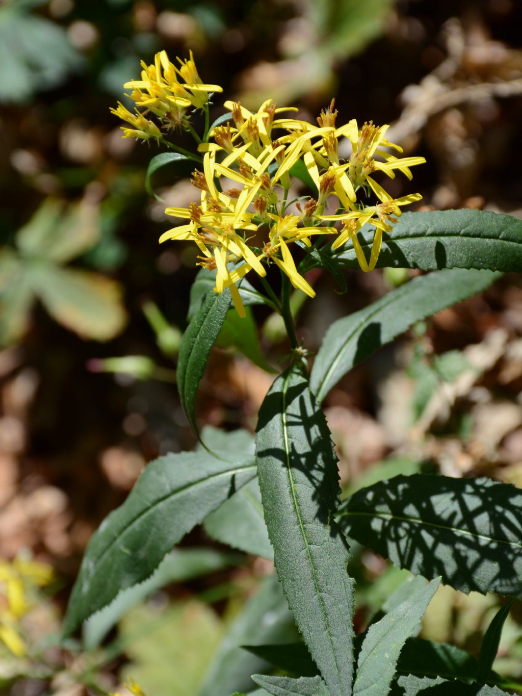 Senecio da identificare